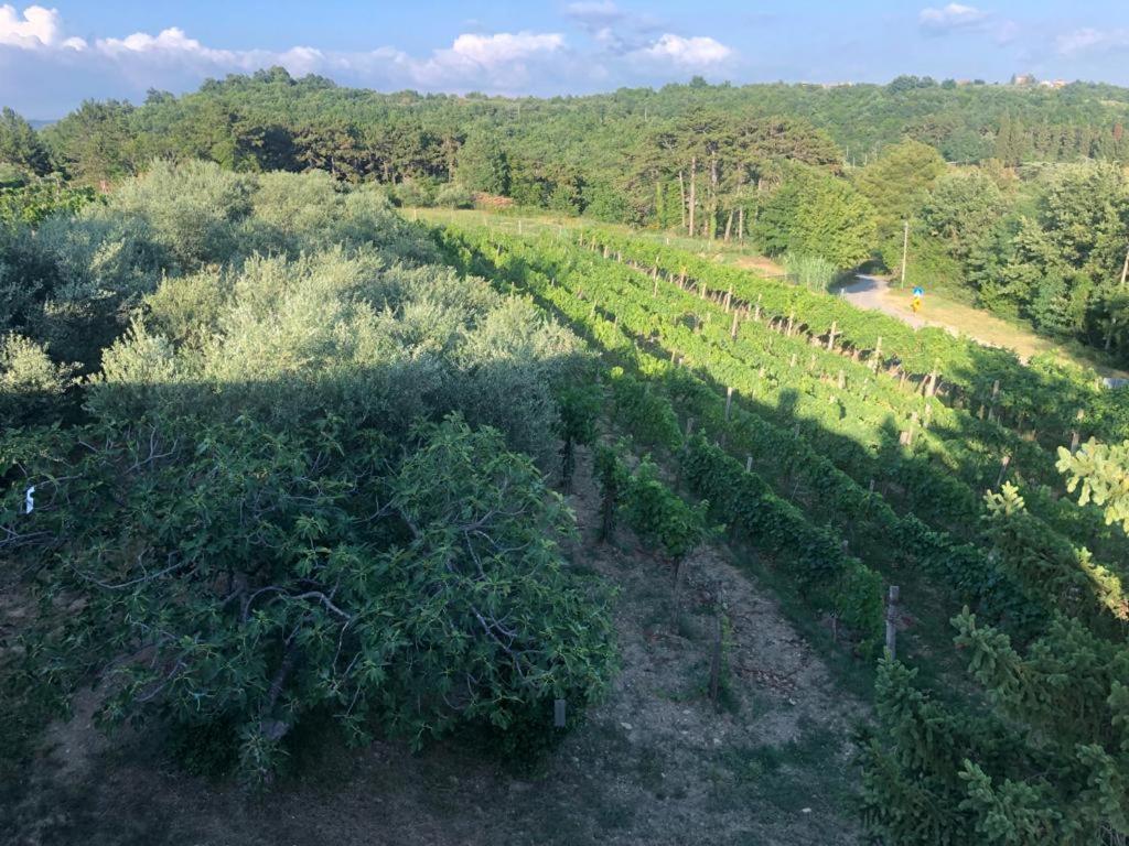 Apartman Villa Romana Groznjan Bagian luar foto