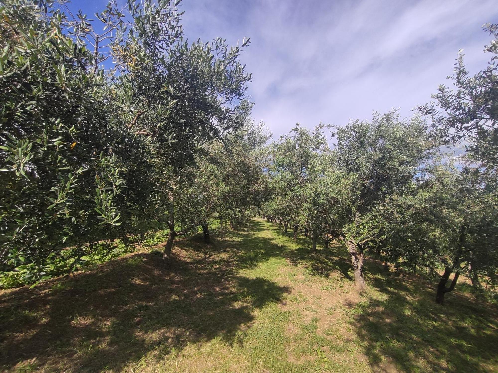 Apartman Villa Romana Groznjan Bagian luar foto